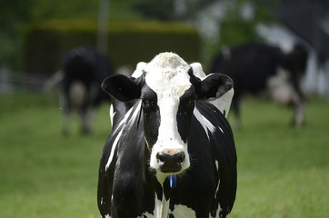 Portrait einer Kuh
