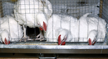 Few chickens eating combined feed in the cage © kingan