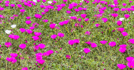 Fundo com flores roxas.