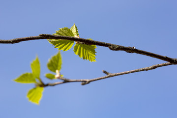 Fresh birch leaves in the sunlight on a spring day.