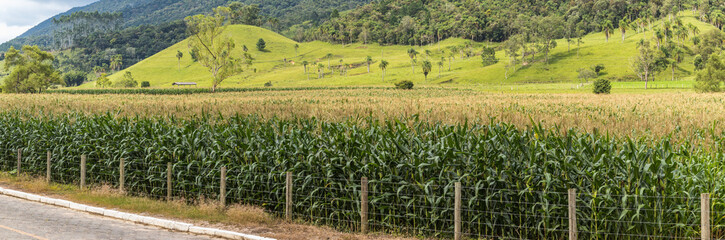 Fototapeta na wymiar Plantação de milho na beira da estrada.