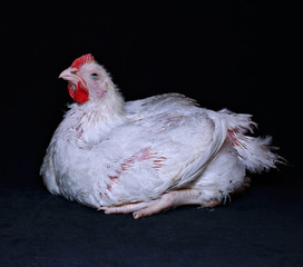 Young chick broiler