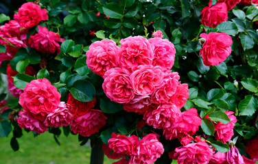 Flowers of beautiful pink roses