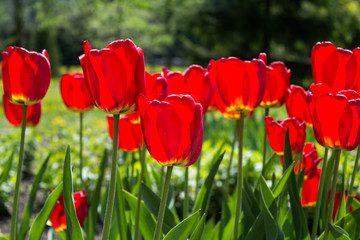 Beautiful view of red tulips under sunlight landscape at the middle of spring or summer. Flower tulips background.