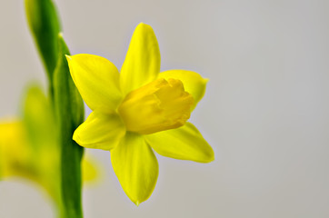 daffodil
