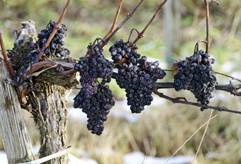 dry red grapes