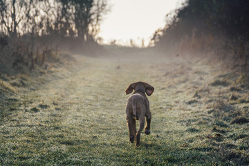 puppy vizsla dog walking away in to the evening