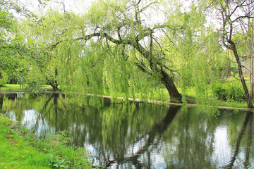 Fototapeta na wymiar pond with willow trees growing on its bank and reflecting on the water surface in spring