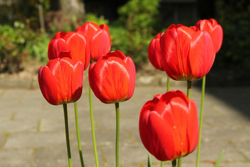 close photo of several beautiful bright red blooms of tulips in spring