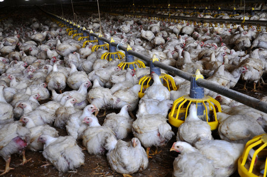 Broiler chickens on a modern poultry farm near feeders with feed