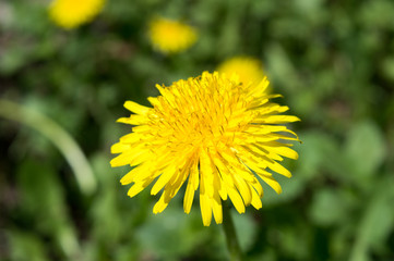 Beautiful view of dandelion under sunlight landscape at the middle of spring or summer.