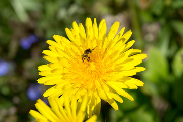 Beautiful view of dandelion under sunlight landscape at the middle of spring or summer.