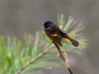 American Redstart Warbler Male