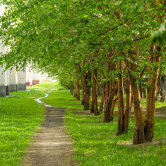 Fototapeta premium Empty pathway along old green trees, saplings in a city park alley after rain lit with sunshine on a spring or summer day