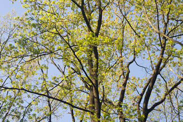 Fototapeta premium oak branches against blue sky