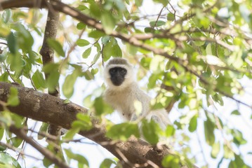 Vervet Monkey (Chlorocebus pygerythrus) in Tree in Northern Tanzania