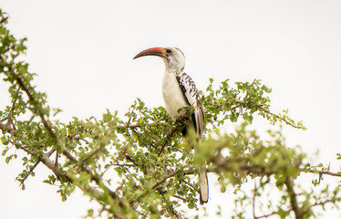 Von der Decken's Hornbill (Tockus deckeni) Perched in a Tree in Northern Tanzania