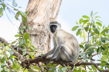 Vervet Monkey (Chlorocebus pygerythrus) in Tree in Northern Tanzania