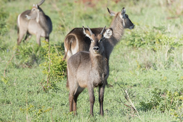 Defassa Waterbuck (Kobus ellipsiprymnus) Standing with Herd on the Serengeti in Northern Tanzania