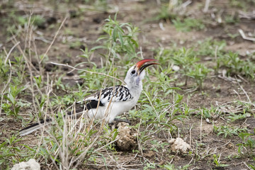 Von der Decken's Hornbill (Tockus deckeni) on the Ground in Northern Tanzania