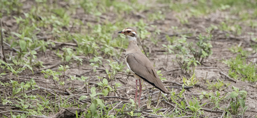 The Rarely Photographed Violet-tipped Courser (Rhinoptilus chalcopterus) in the Wild in Northern Tanzania