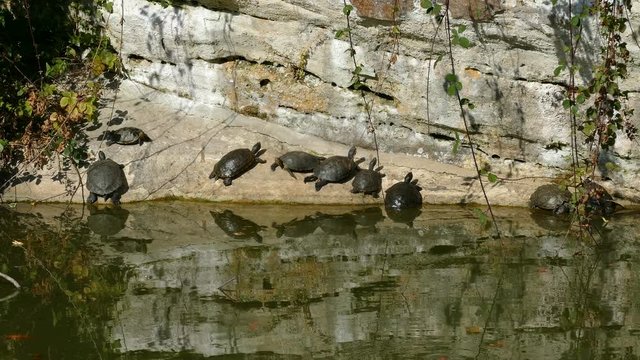 Turtles on the ramparts of the castle of Bentheim