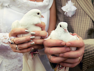 Wedding doves close-up in the hands of the bride and groom
