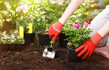 Gardener planting flowers in the garden, close up photo.