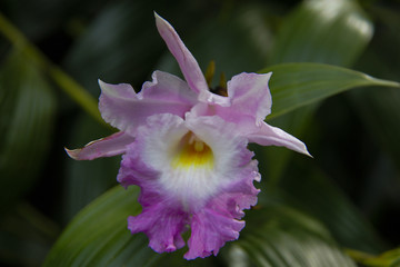 Orquídea