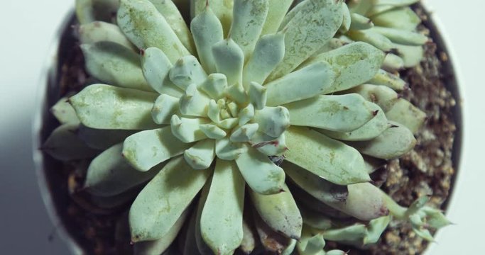 succulent plant rolling over and zoom