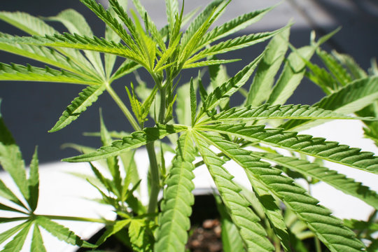 Marijuana Plant High Quality 