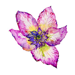Wildflower hibiscus flower in a watercolor style isolated.