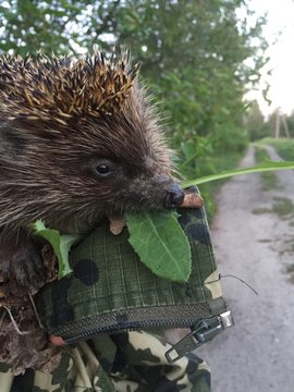 cute hedgehog in a hand