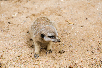 Fototapeta premium The meerkat or suricate is a small carnivoran belonging to the mongoose family