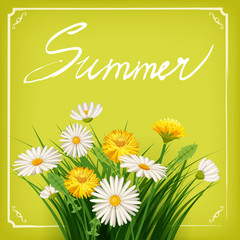 Summer lettering hand-drawn on a background of hamomile flowers, dandelion, banner, isolated, vector, illustration