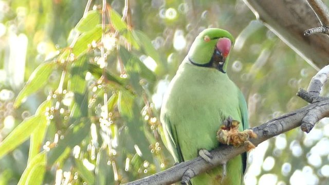 Little parrot eating nut in tree in park Valencia