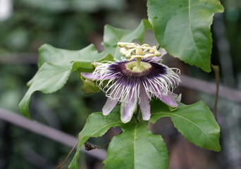 passion flower in bloom