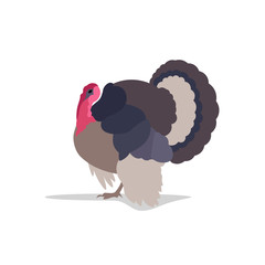 turkey white insulated farm