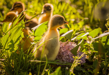 Group of ducklings walking in the grass