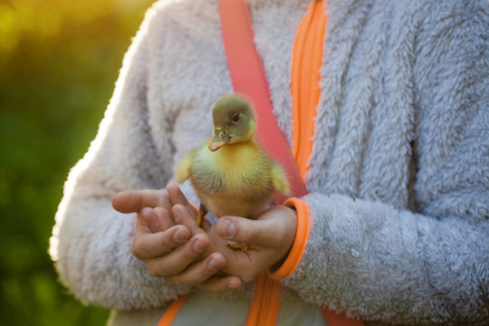 Girl holds a duckling