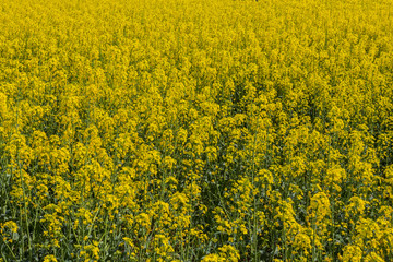 Blossoming rape as a background