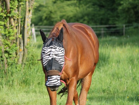 Fliegenhaube f&uuml;r das Pferd
