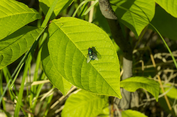 Fly on the green leaf. Green fly close-up.
