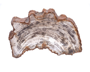 Petrified wood carving isolated on white background