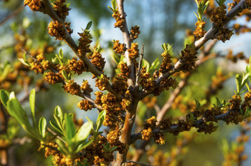 A branch of sea-buckthorn with flowers. Flowers of sea-buckthorn.