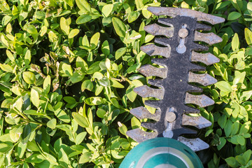 Hecke schneiden mit akkubetriebener Strauchschere