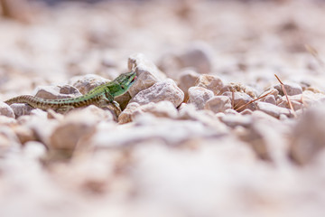 portrait of green lizard on rocks and stones