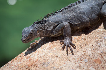 Dark Iguana