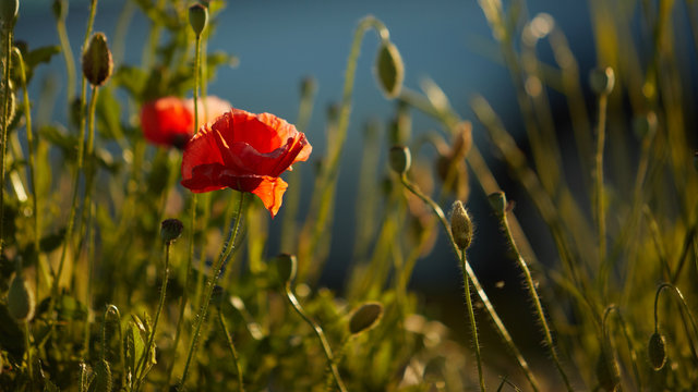 Papavero di campo in estate al tramonto 