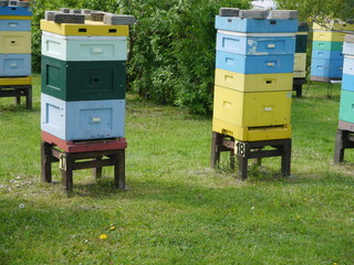 pzsczoły w ulu na pasiece © barbara